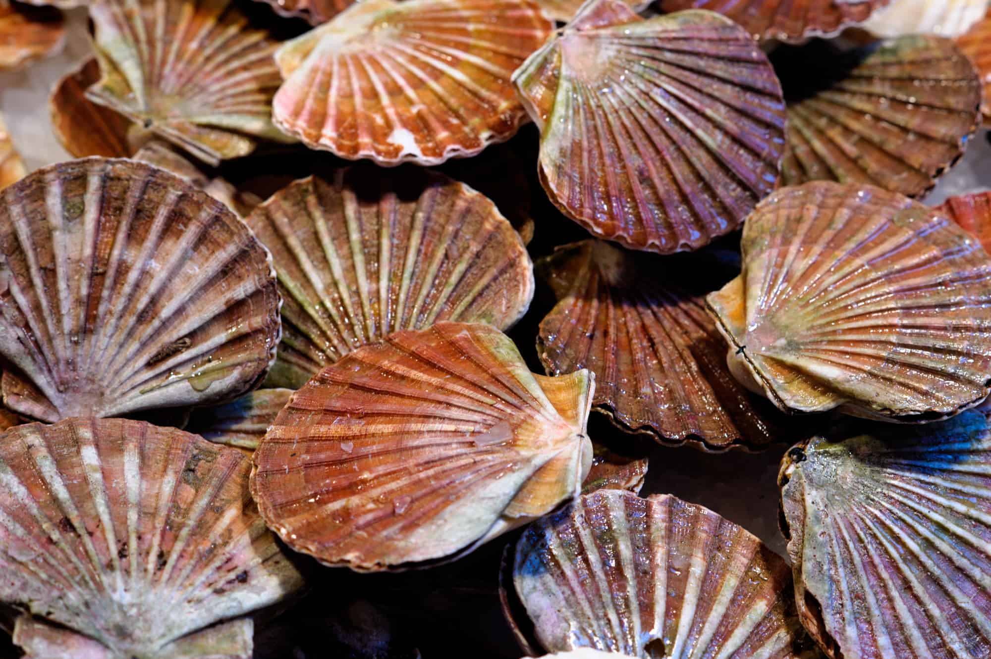 Why Are Scallops So Expensive? (Top 5 Reasons)