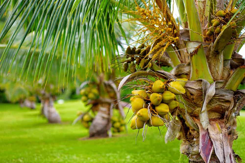 17 Types Of Coconuts (Differences, Size, Color, Appearance)