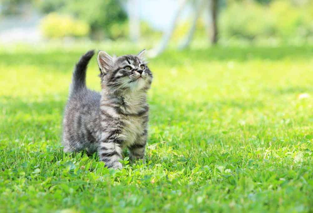 Why Is My Kitten So Hyper? (10 Reasons)
