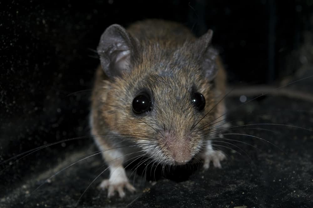 Can Mice See In The Dark? (Explained)