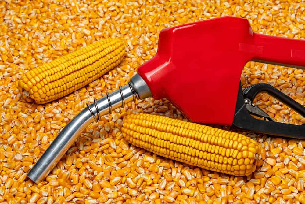 Why Is Corn So Expensive? (10 Reasons)