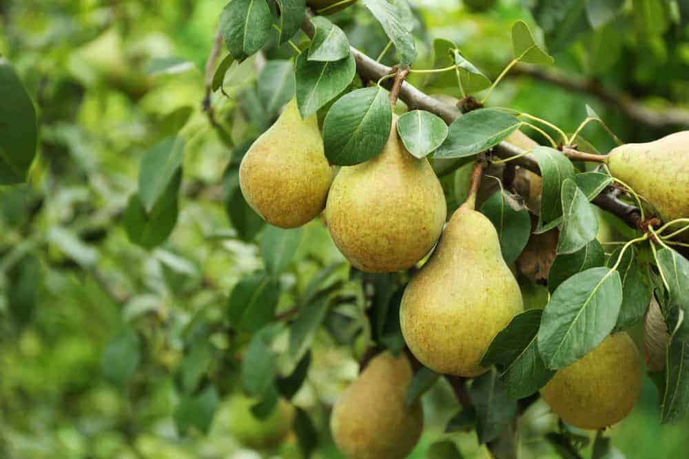 Why Are Pears So Expensive? (10 Reasons)